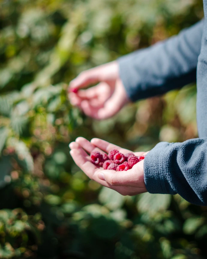 Person holding raspberries