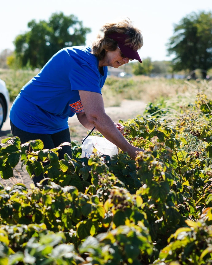 Woman picking raspberries