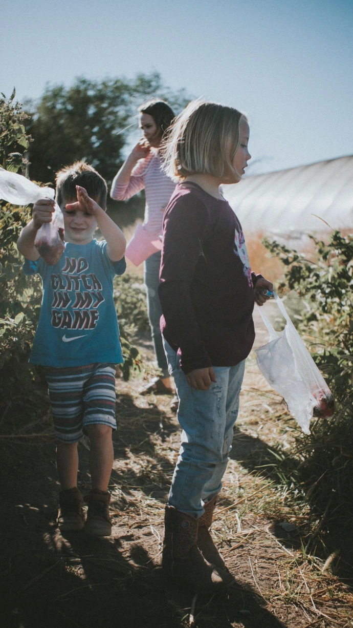 Family picking raspberries